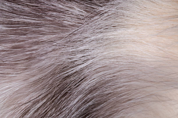 istock Texture of natural fur fox white arctic fox, long pile. Background. 1084276934