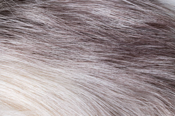 istock Texture of natural fur fox white arctic fox, long pile. Background. 1084276936