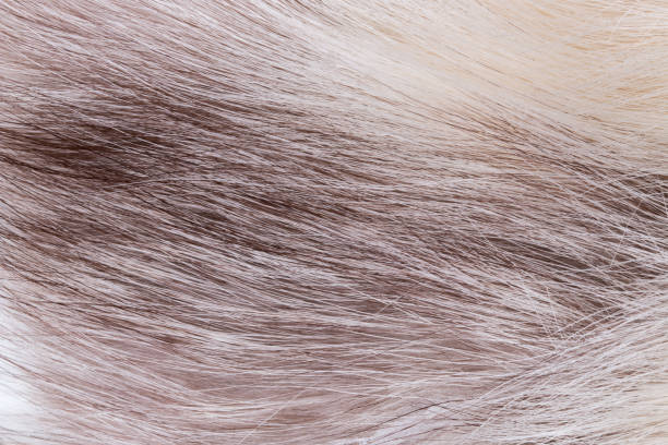 istock Texture of natural fur fox white arctic fox, long pile. Background. 1084277014