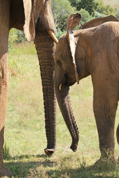 istock Young elephant standing next to its mother 1084280170