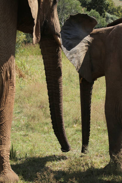 Young elephant standing next to its mother