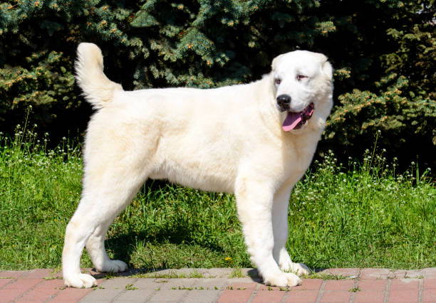Central Asian Shepherd Dog looks right. The Central Asian Ovcharka stands in the park. kangal dog stock pictures, royalty-free photos & images