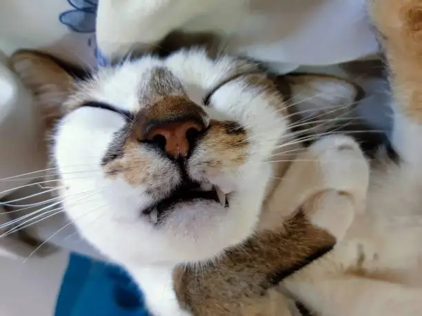 white, brown and gray cat relaxing quietly while showing his paw