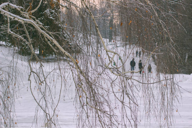 istock People walk in the winter park. In the foreground birch branches 1084285370