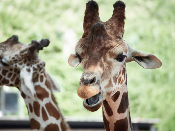 istock Giraffe close-up of the zoo 1084286540