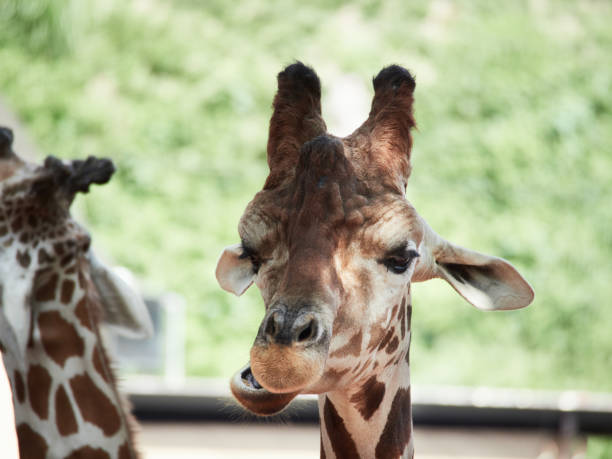 istock Giraffe close-up of the zoo 1084286558