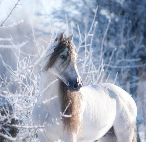 White horse portrait in motion in winter frost day