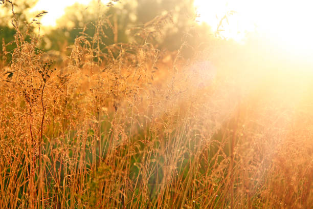 istock Grass in sepia in sun glare. Sunny rays illuminate grass in meadow 1084286804