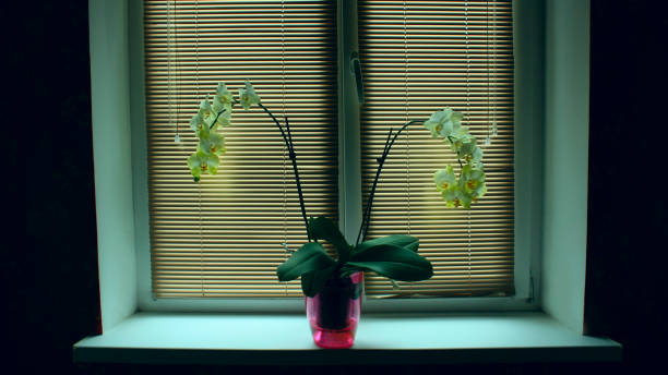 orchidée en fleurs sur le rebord de la fenêtre. fleurs de pot. orchidées jaunes - store flower bouquet florist photos et images de collection