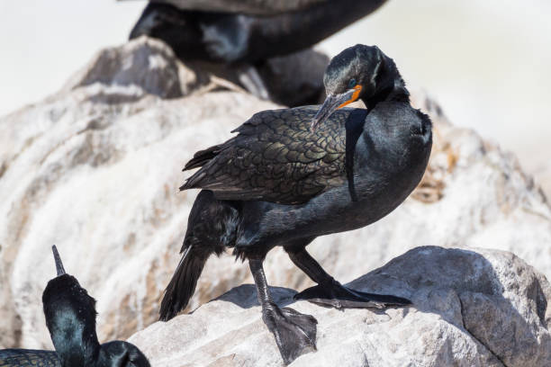 istock Cape cormorant or Cape shag (Phalacrocorax capensis) 1084295230
