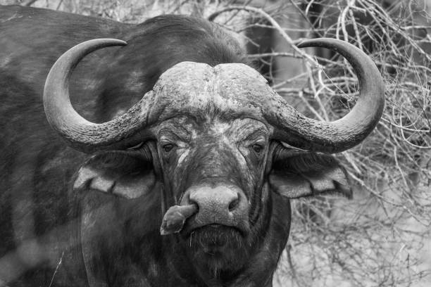 istock Cape buffalo (Syncerus caffer)  and red-billed oxpecker (Buphagus erythrorhynchus) 1084295384