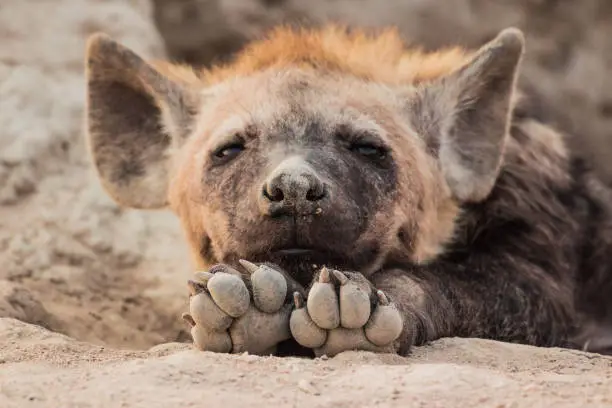 Seen in Kruger National Park