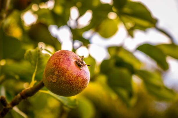 istock Ripening orchard pears in Summer with bokeh 1084297554