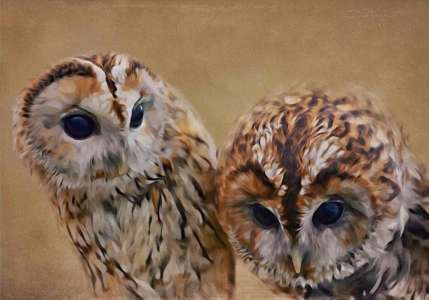 istock Tawny Owls 1084300110