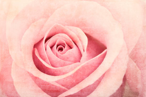 Valentine's Day Pink Rose Up Close Full Frame with Texture
