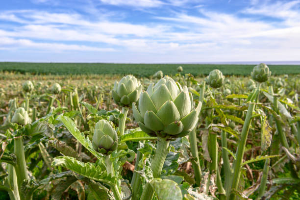 Artichokes (Cynara cardunculus) plants, with ripe artichokes globes ready for harvest, growing on an oceanside field.Taken in Santa Cruz, California, USA