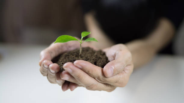 istock Midsection Of Woman Holding Sapling At White Table 1084307112