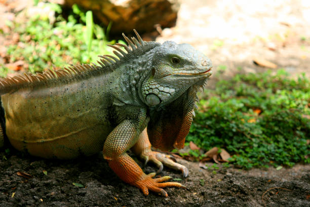 istock Close-Up Of Iguana On Rock At Forest 1084316108