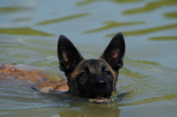 istock Dog In Lake 1084318196