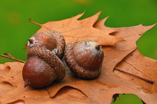 Close up of acorns on a tree