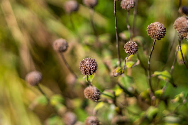 istock Dry flowers and plants 1084324066