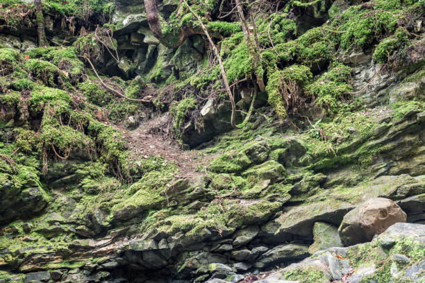 istock forest landscape with stones on the whole frame 1084328356