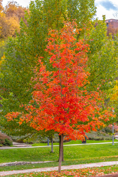 istock A fiery maple tree in the park on a sunny day 1084329526