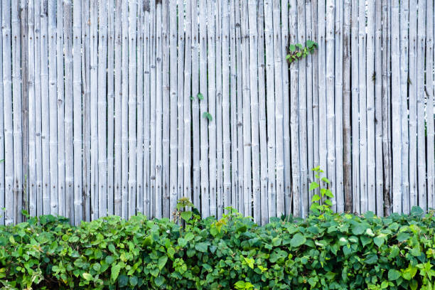 istock Bamboo fence wall background and texture with green plant decoration. 1084332492