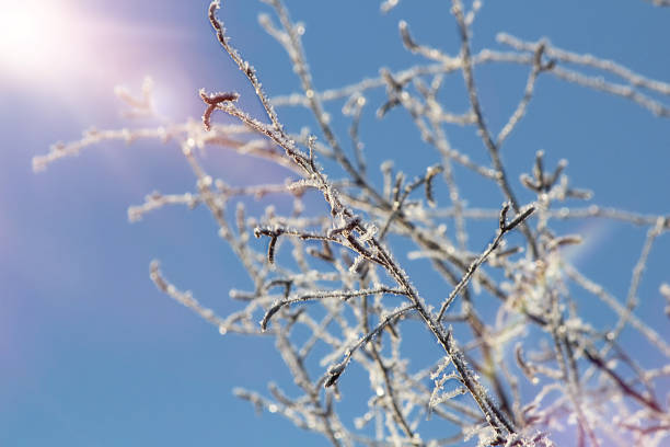 Photo of Ice crystals on the branches and leaves against the blue sky. Winter, snow, Christmas or New Year. Abstract background, soft focus