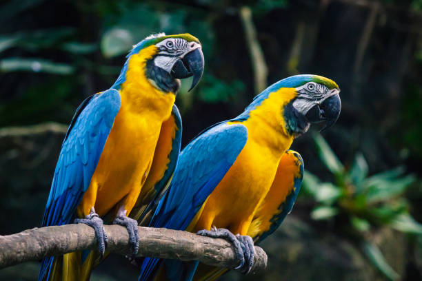 Yellow and blue big parrot stock photo