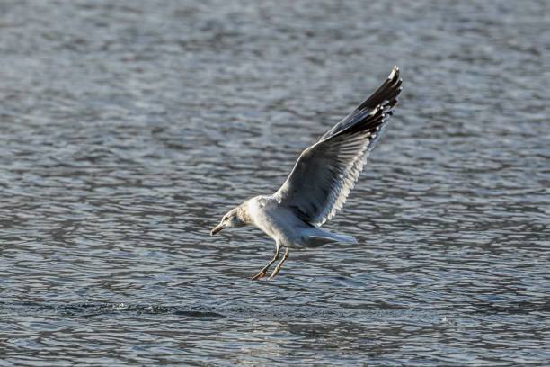 istock Gull hovers above the water. 1084335888