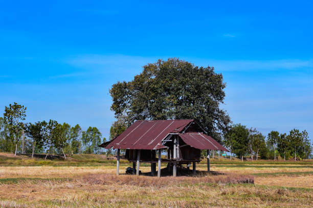 istock A deserted cottage in a drought field. 1084340634