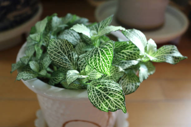 istock fittonia in the white flowerpot 1084342630