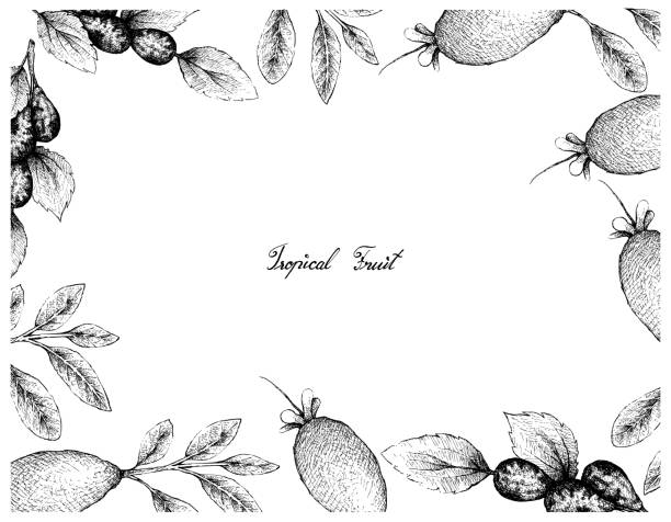 ilustraciones, imágenes clip art, dibujos animados e iconos de stock de marco dibujado a mano de azufaifa o frutas de lang - feijoo