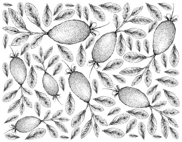 ilustraciones, imágenes clip art, dibujos animados e iconos de stock de mano dibuja fondos de guavasteen frutas sobre fondo blanco - feijoo
