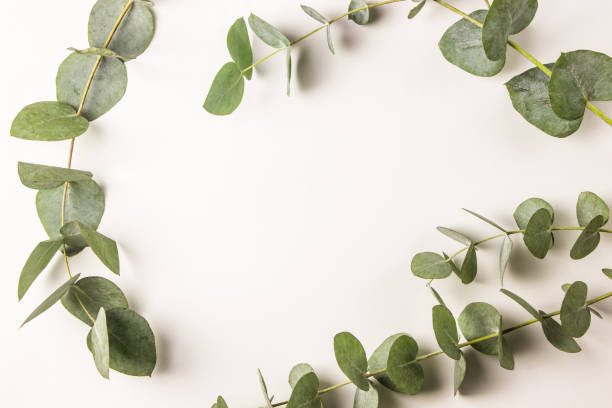 istock green leaves eucalyptus on white background 1084347730