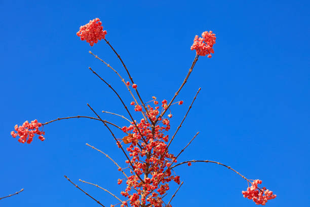Euonymus seeds in the blue sky background \