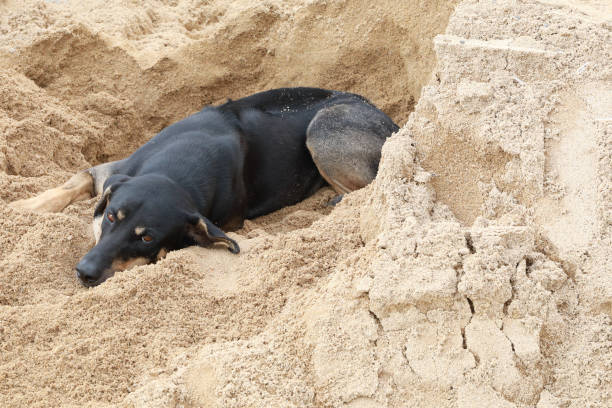 istock Lonely dog on the sand 1084349030