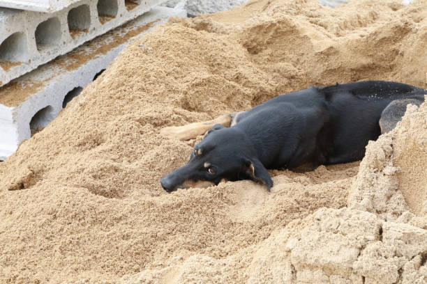 Lonely dog on the sand