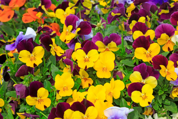 istock Viola cornuta flowers the garden corner 1084358206