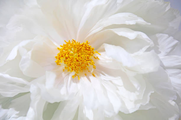 Subshrubby peony flower in the garden\