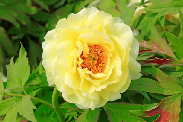 istock Peony flower in the garden 1084358548