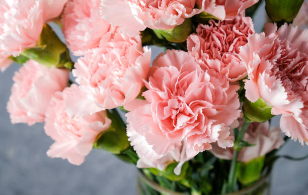 pink carnation flowers in glass vase - caryophyllaceae imagens e fotografias de stock