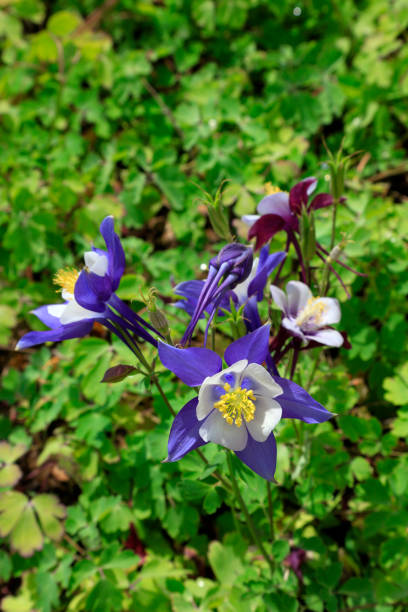istock Ranunculaceae isopyreae in a park 1084368868