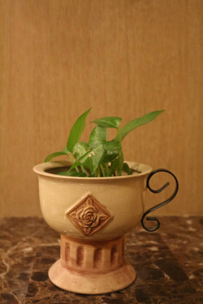 istock green plant in the flowerpot 1084369126