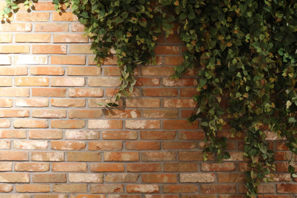 istock green ivy interior on the red brick wall 1084377442