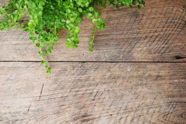 istock wooden texture and green leaves ivy with space copy background 1084385110