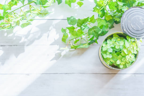 Table plant on wooden board, backdrop and border, Top view with Copy space