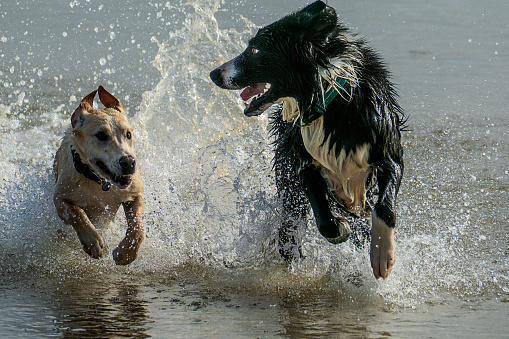 Two dogs run, splash and play in the water