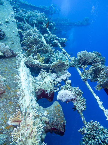 Wreck of passenger ship Salem Express covered with coral reef at the bottom of Red Sea in Egypt.